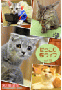 \摜